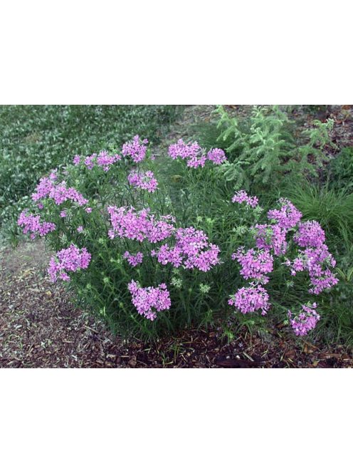 Lángvirág / PHLOX pilosa 