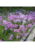 Lángvirág / PHLOX pilosa 