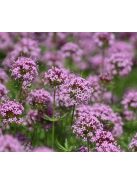 Piros szálkanyak / PHUOPSIS stylosa 