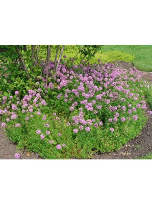 Piros szálkanyak / PHUOPSIS stylosa 