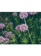 Piros szálkanyak / PHUOPSIS stylosa 