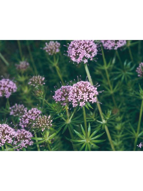 Piros szálkanyak / PHUOPSIS stylosa 