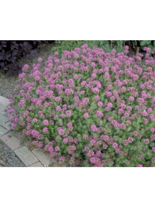 Piros szálkanyak / PHUOPSIS stylosa 