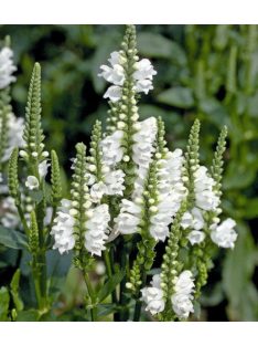Füzérajak / PHYSOSTEGIA virginiana 'Alba'