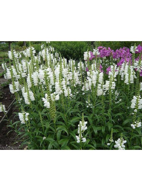 Füzérajak / PHYSOSTEGIA virginiana 'Alba'