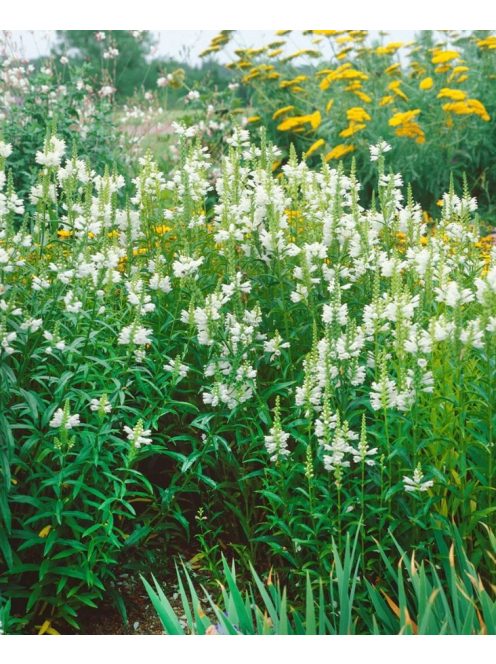 Füzérajak / PHYSOSTEGIA virginiana 'Alba'