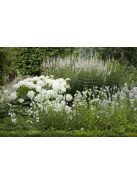 Füzérajak / PHYSOSTEGIA virginiana 'Alba'