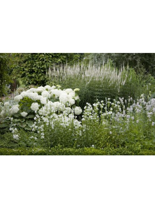 Füzérajak / PHYSOSTEGIA virginiana 'Alba'