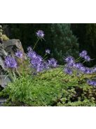 Varjúköröm / PHYTEUMA scheuchzeri 
