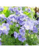 Csatavirág / POLEMONIUM caeruleum f. dissectum 'Filigree Skies'