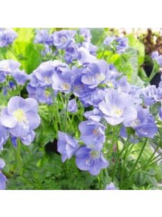   Csatavirág / POLEMONIUM caeruleum f. dissectum 'Filigree Skies'