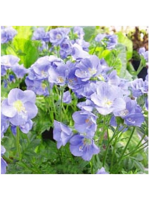 Csatavirág / POLEMONIUM caeruleum f. dissectum 'Filigree Skies'