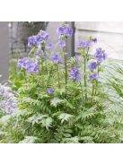 Csatavirág / POLEMONIUM caeruleum f. dissectum 'Filigree Skies'