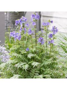   Csatavirág / POLEMONIUM caeruleum f. dissectum 'Filigree Skies'