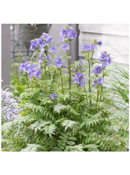 Csatavirág / POLEMONIUM caeruleum f. dissectum 'Filigree Skies'