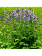Csatavirág / POLEMONIUM caeruleum f. dissectum 'Filigree Skies'