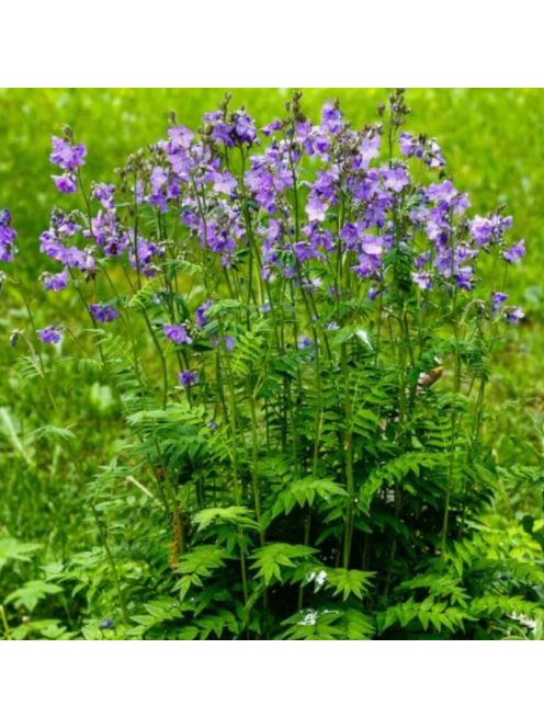 Csatavirág / POLEMONIUM caeruleum f. dissectum 'Filigree Skies'