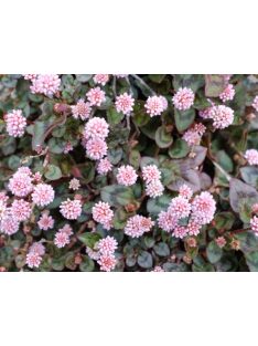 Fejecskés keserűfű / POLYGONUM capitatum 