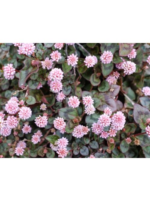 Fejecskés keserűfű / POLYGONUM capitatum 