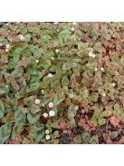 Fejecskés keserűfű / POLYGONUM capitatum 