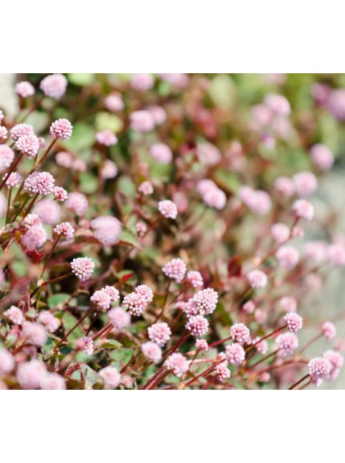 Fejecskés keserűfű / POLYGONUM capitatum 