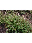 Fejecskés keserűfű / POLYGONUM capitatum 