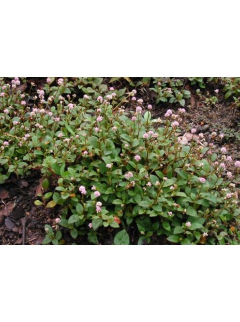 Fejecskés keserűfű / POLYGONUM capitatum 