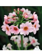 Japán kankalin / PRIMULA japonica 'Appleblossom'