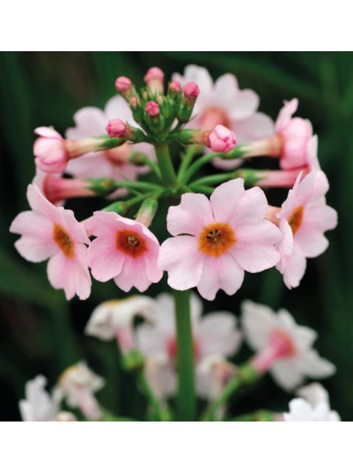 Japán kankalin / PRIMULA japonica 'Appleblossom'
