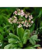 Japán kankalin / PRIMULA japonica 'Appleblossom'
