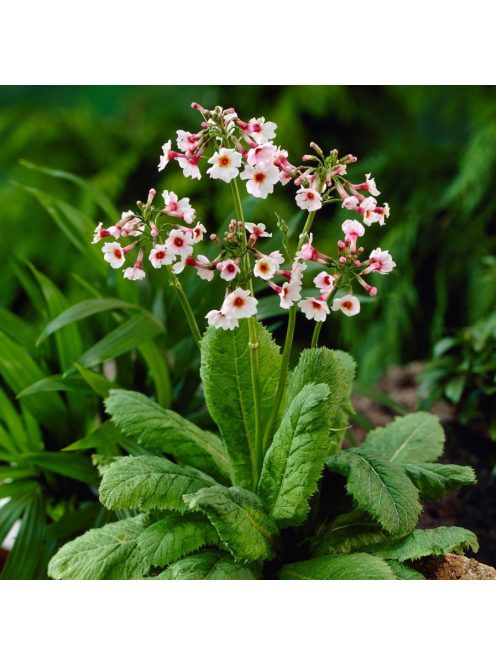 Japán kankalin / PRIMULA japonica 'Appleblossom'