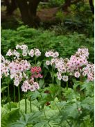 Japán kankalin / PRIMULA japonica 'Appleblossom'