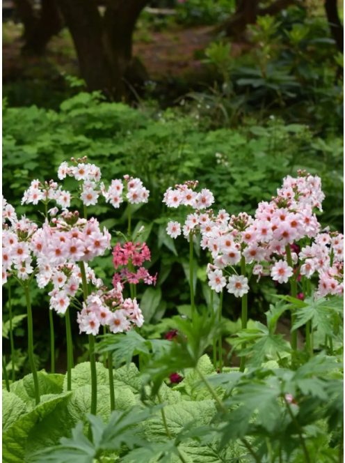 Japán kankalin / PRIMULA japonica 'Appleblossom'