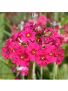 Japán kankalin / PRIMULA japonica 'Carminea'