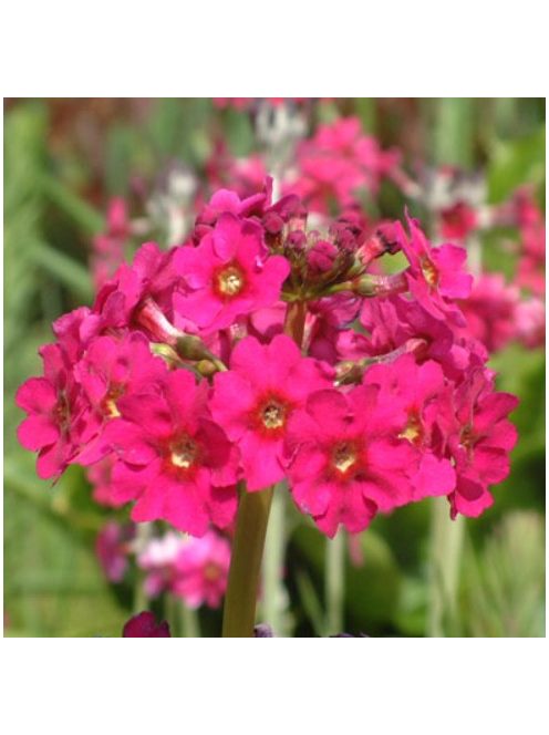 Japán kankalin / PRIMULA japonica 'Carminea'