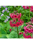 Japán kankalin / PRIMULA japonica 'Carminea'