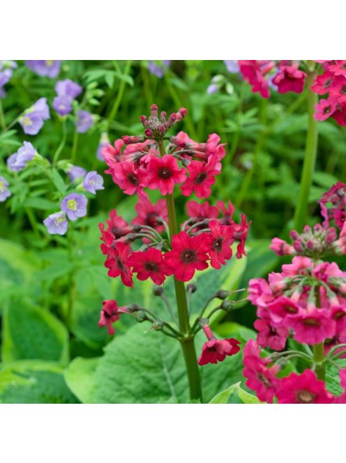 Japán kankalin / PRIMULA japonica 'Carminea'