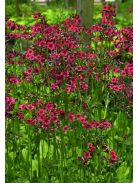 Japán kankalin / PRIMULA japonica 'Carminea'