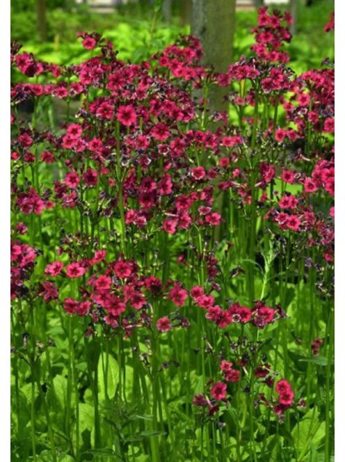 Japán kankalin / PRIMULA japonica 'Carminea'