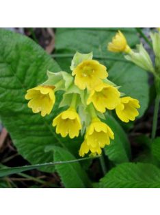 Tavaszi kankalin / PRIMULA veris ssp. macrocalyx 