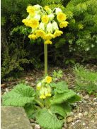 Tavaszi kankalin / PRIMULA veris ssp. macrocalyx 