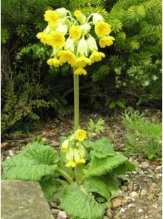 Tavaszi kankalin / PRIMULA veris ssp. macrocalyx 