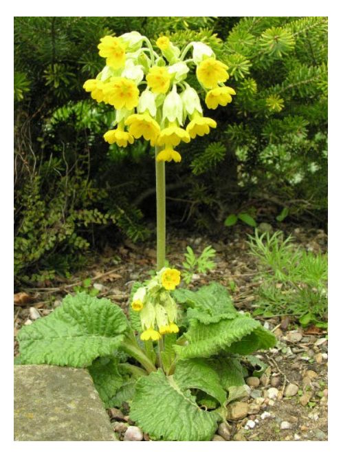 Tavaszi kankalin / PRIMULA veris ssp. macrocalyx 
