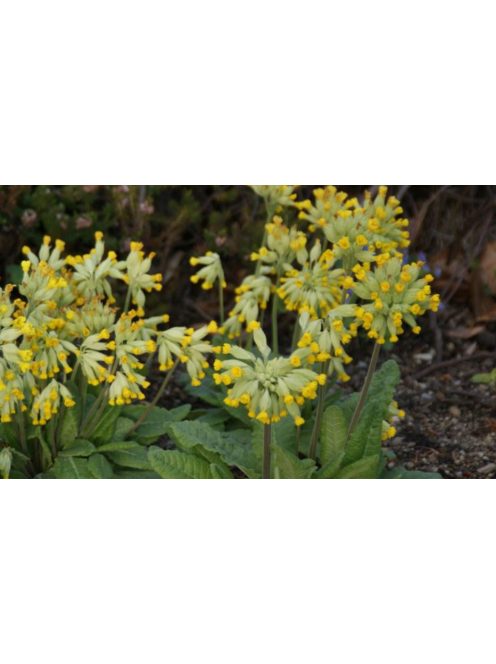 Tavaszi kankalin / PRIMULA veris ssp. macrocalyx 