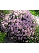 Szúrósternye / PTILOTRICHUM spinosum 