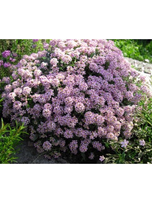Szúrósternye / PTILOTRICHUM spinosum 