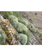 Szúrósternye / PTILOTRICHUM spinosum 