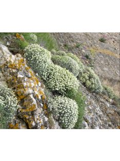 Szúrósternye / PTILOTRICHUM spinosum 
