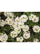 Szúrósternye / PTILOTRICHUM spinosum 
