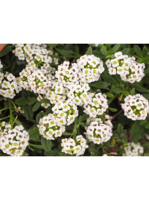 Szúrósternye / PTILOTRICHUM spinosum 